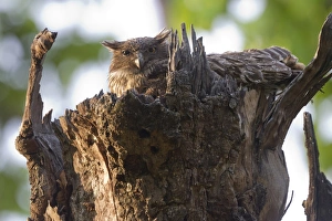 Brown Fish-owl (Ketupa zeylonensis) adult, sitting on stump of dead tree, Bandhavgarh N. P. Madhya Pradesh, India