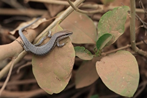 Lizards Prints: Brown-flanked Skink (Trachylepis affinus) adult