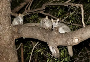 Primates Prints: Brown Greater Galago (Otolemur crassicaudatus) three adults