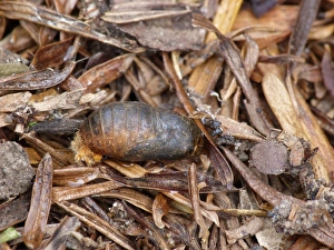 Floor Prints: Brown Hairstreak (Thecla betulae) pupa