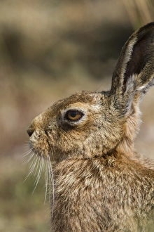 Lepus Prints: Brown Hare
