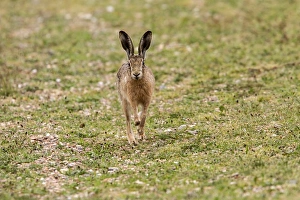 Lepus Prints: Brown Hare running
