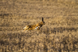 : Brown Hare running over stubble field