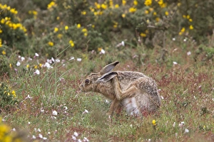 Lepus Prints: Brown Hare scratching