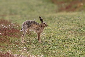 Lepus Prints: Brown Hare stretching