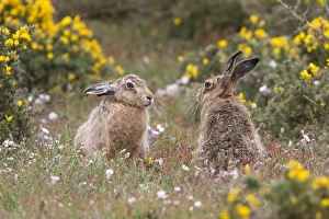 Lepus Prints: Brown Hares watching from Gorse bush. Havergate Island Suffolk