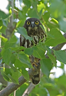 Brown Hawk-owl (Ninox scutulata florensis) adult, perched on branch amongst leaves, Hebei, China, may