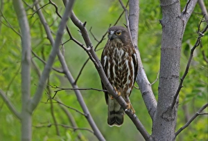 Brown Hawk-owl (Ninox scutulata florensis) adult, perched on branch, Hebei, China, may