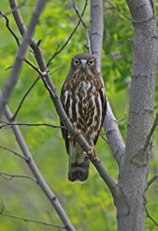Brown Hawk-owl (Ninox scutulata florensis) adult, perched on branch, Hebei, China, may