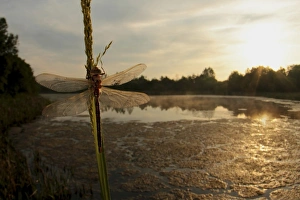 Odonata Prints: Brown Hawker Dragonfly (Aeshna grandis) adult