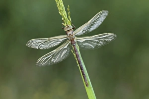 Brown Hawker Dragonfly (Aeshna grandis) adult, resting on stem, Leicestershire, England, june