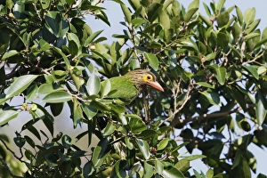 South Asia Prints: Brown-headed Barbet (Megalaima zeylanica) adult