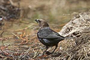 American Prints: Brown Headed Cowbird at drinking pool. Utah USA