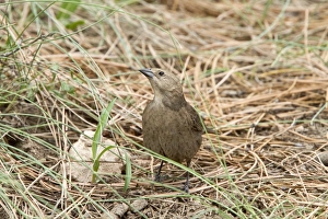 Brown Headed Cowbird Female at drinking pool. Utah USA
