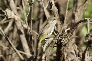 Singing Prints: Brown Honeyeater (Lichmera indistincta) adult male