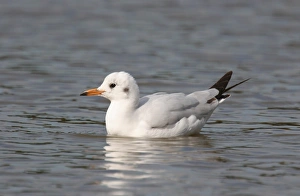 Seagull Prints: Brown-hooded Gull (Larus maculipennis) subadult