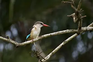 Kingfishers Prints: Brown-hooded Kingfisher (Halcyon albiventris) adult