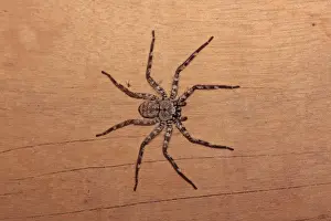 Mato Grosso Prints: Brown Huntsman Spider (Heteropoda venatoria) adult