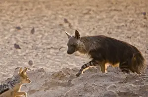Interacting Prints: Brown Hyena (Hyaena brunnea) and Black-backed Jackal (Canis mesomelas) adults