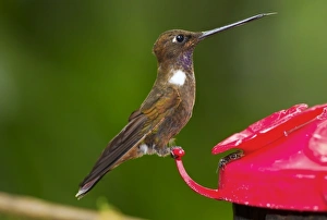 Drinking Prints: Brown Inca (Coeligena wilsoni) adult