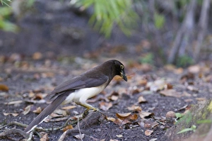 Gather Prints: Brown Jay (Psilorhinus morio) adult