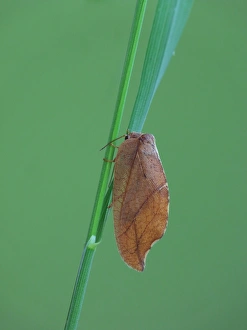 Lacewing Prints: Brown Lacewing (Drepanepteryx phalaenoides) adult
