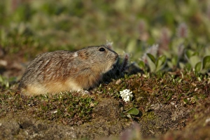 Rodent Prints: Brown Lemming (Lemmus sibiricus) adult, standing on tundra, Nunavut, Canada, July