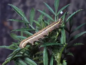 Brown-line Bright- eyed Moth (Leucania conigera) Close-up / larva on plant