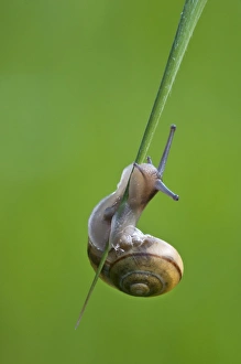 Snails Prints: Brown-lipped Grove Snail (Cepaea nemoralis) adult
