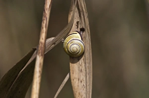 Brown Prints: Brown lipped Snail, Cepaea nemoralis