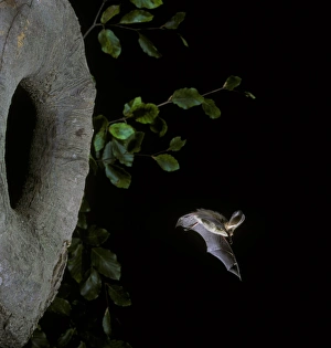 Leaving Prints: Brown Long-eared Bat (Plecotus auritus) adult, in flight from hole in tree, England