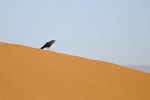 Raven Prints: Brown-necked Raven (Corvus ruficollis) adult