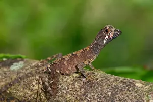Sinharaja Prints: Brown-patched Kangaroo Lizard (Otocryptis wiegmanni) adult