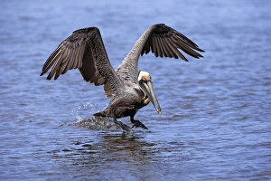 Brown Pelican (Pelecanus occidentalis) adult, breeding plumage, in flight, taking off from water, Sanibel Island
