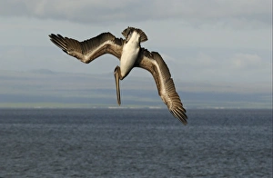 Dive Prints: Brown Pelican (Pelecanus occidentalis) juvenile
