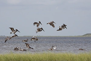 Texan Prints: Brown Pelican (Pelecanus occidentalis) juveniles