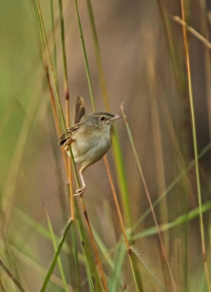 Cambodia Prints: Brown Prinia (Prinia polychroa cooki) adult