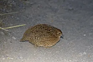Quail Prints: Brown Quail (Coturnix ypsilophora) introduced species