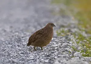 Brown Quail (Coturnix ypsilophora) introduced species, adult, walking on gravel, New Zealand, november