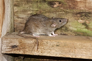 Brown Rat (Rattus norvegicus) adult, standing on wood, England, august (captive)