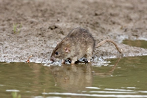 Brown Rat (Rattus norvegicus) adult, standing on mud at edge of water, England, august (captive)