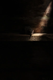 Brown Rat (Rattus norvegicus) adult, standing in shaft of light, England, august (captive)