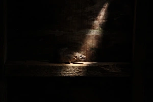Indoor Prints: Brown Rat (Rattus norvegicus) adult, standing in shaft of light, England, august (captive)