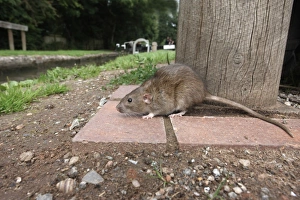 Brown Rat (Rattus norvegicus) adult, standing on canal bank, England, august (captive)