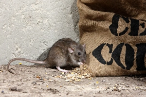 Brown Rat (Rattus norvegicus) adult, feeding on grain spilt from sack, England, august (captive)