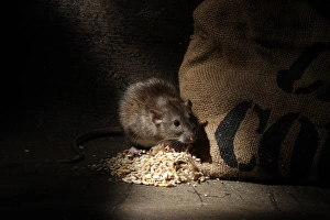 Brown Rat (Rattus norvegicus) adult, feeding on grain spilt from sack, England, august (captive)