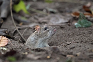Brown Rat (Rattus norvegicus) adult, looking out from hole, Strumpshaw Fen RSPB Reserve, River Yare, The Broads N. P