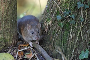 Brown Rat (Rattus norvegicus) adult, standing between tree trunks, Strumpshaw Fen RSPB Reserve, River Yare