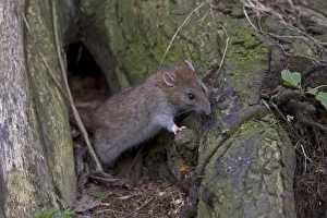 Brown Rat (Rattus norvegicus) adult, feeding on bark at nest entrance, Norfolk, England, March