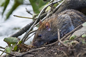 Brown Rat (Rattus norvegicus) adult, feeding at edge of water, Norfolk, England